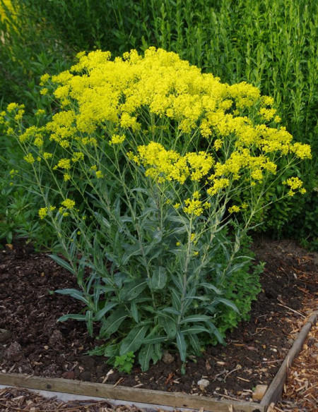 Drobusor-Isatis Tinctoria