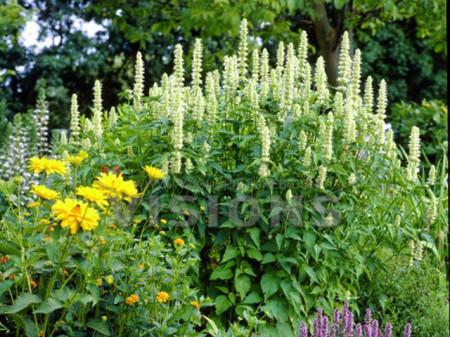 Korean mint-Agastache rugosa alba