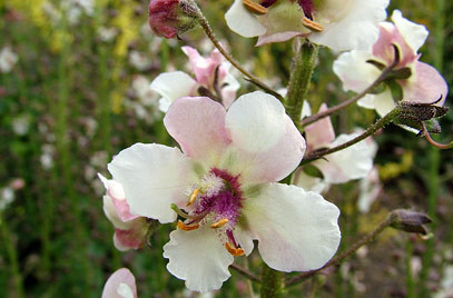 Lumanarica-Verbascum blattaria Albiflorum
