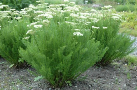 Meum athamanticum
