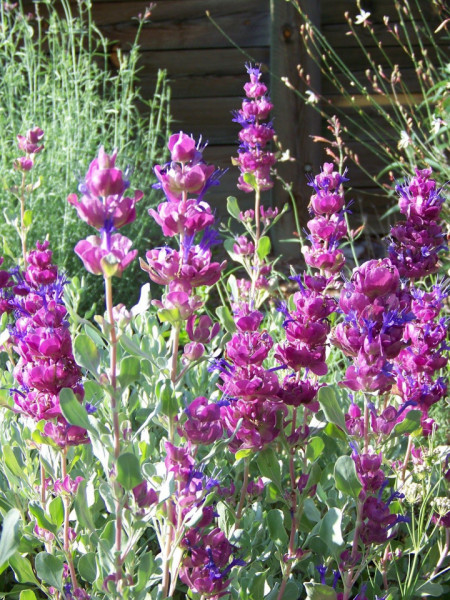 Salvia Pachyphylla