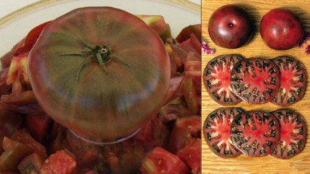 Tomate Black from Tula 