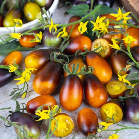 Tomate cherry Indigo Pear Drops