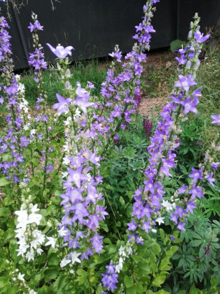 Campanula Pyramidalis mix