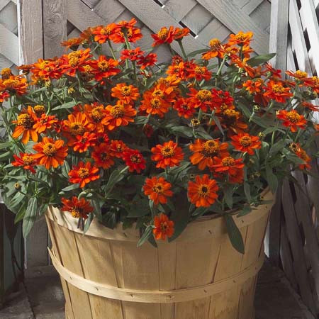 Carciumareasa Profusion double Orange