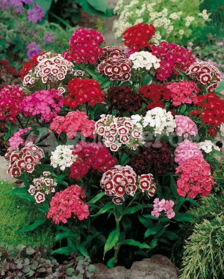 Dianthus barbatus-Garoafa turceasca
