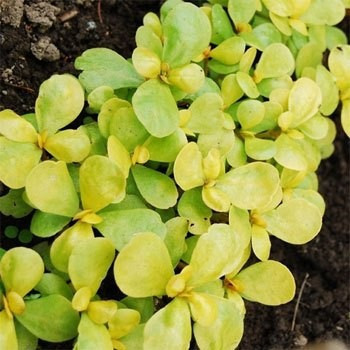Iarba grasă-Portulaca oleracea Golden