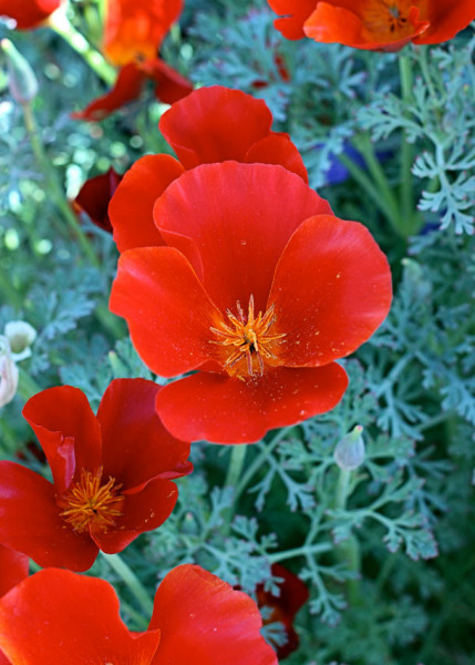 Mac californian Red Chief