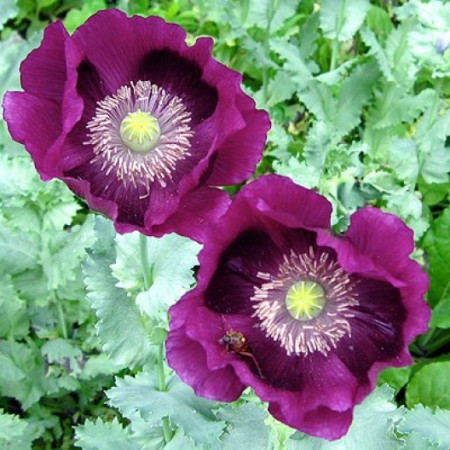 Mac Somniferum Laurens Grape