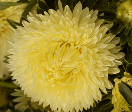 Ochiul boului-Callistephus chinensis Paeony Yellow