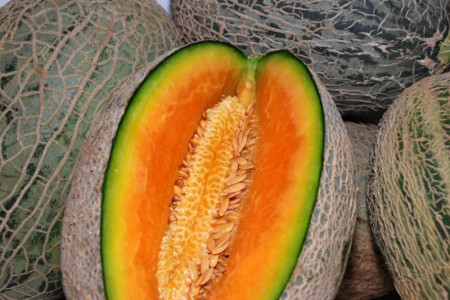 Pepene galben Melba