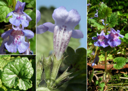 Rotunjoara-Glechoma Hederacea