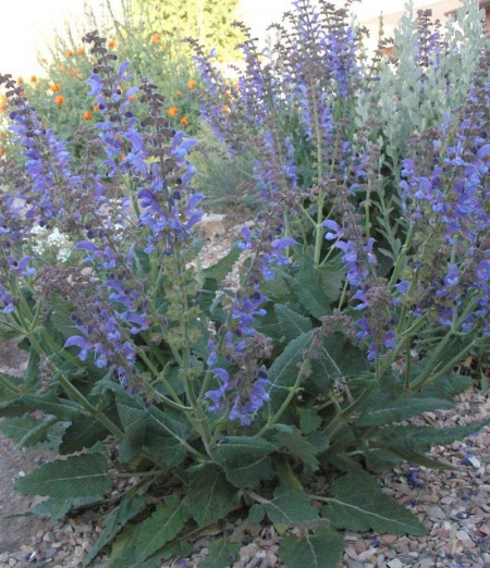 Salvia Transilvanica