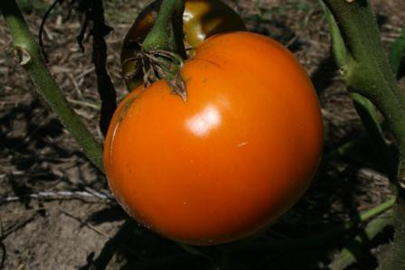 Tomate orange Zloty Ozarowski