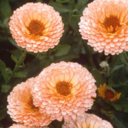 Galbenele-Calendula Off. Pink Surprise