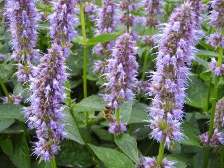Korean mint-Agastache rugosa  purple