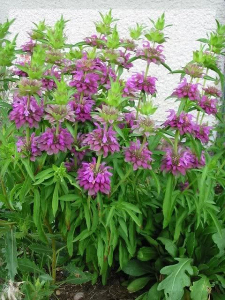 Lemon beebalm-Monarda citriodora