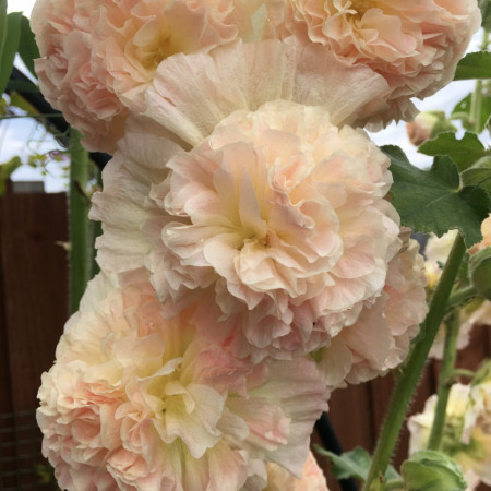 Nalba de gradina Double Apricot
