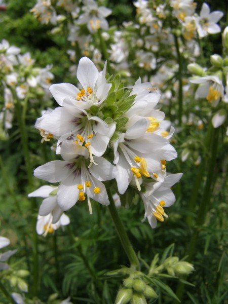 Polemonium Caeruleum-Jacob's Ladder White