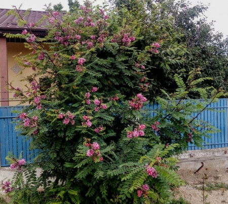 Salcam roz-Robinia Hispida