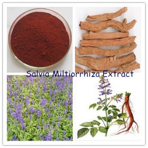 Salvia Miltiorrhiza-Red Sage