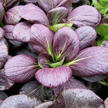 Varza chinezeasca Pak Choi Rubi F1