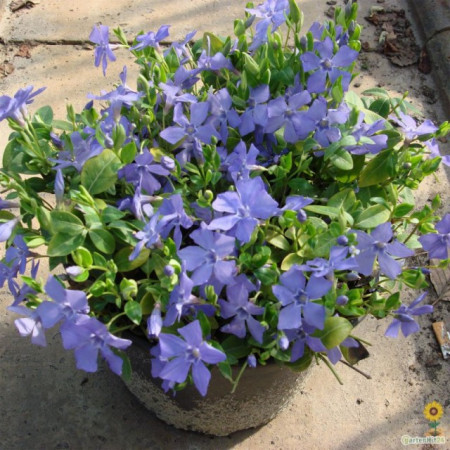Vinca Minor-Saschiul