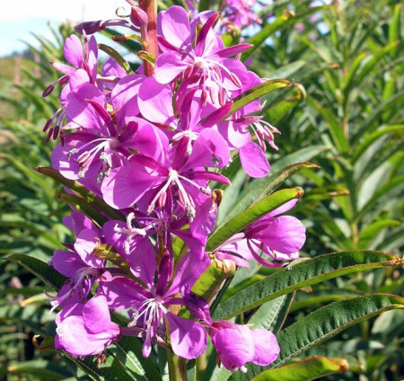 Zburatoarea-Epilobium angustifolium 