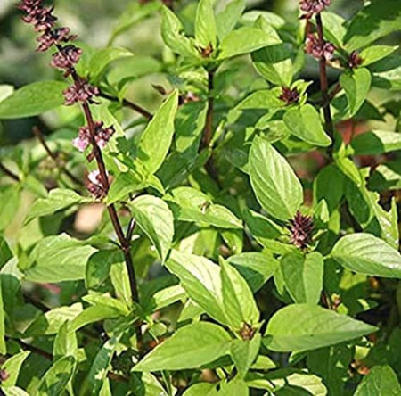 Busuiocul anason-Thai basil