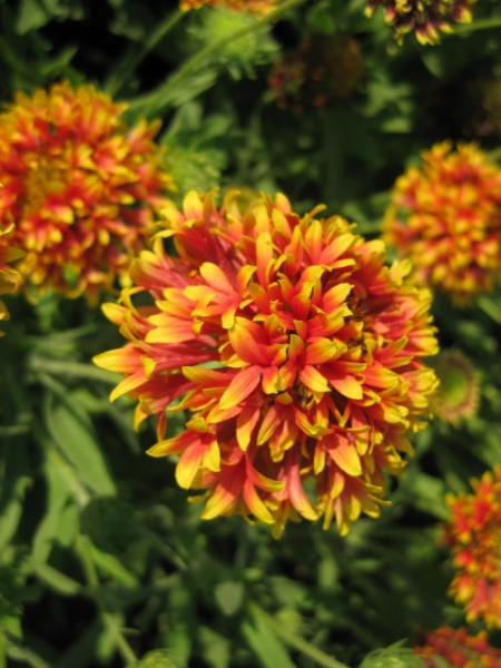 Gaillardia pulchella Sundance Bicolor