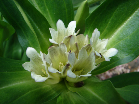 Gentiana Tibetica