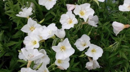 Oenothera pallida Innocence
