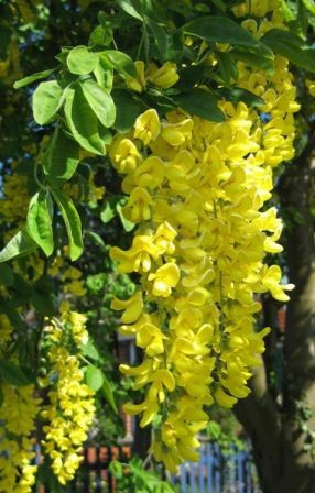 Salcam galben-Laburnum anagyroides