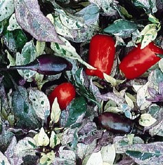 Ardei iute Tricolor variegata