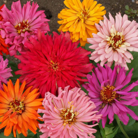 Carciumarese cactus mix