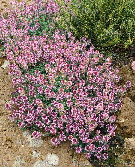 Cimbrisor-Thymus pulegioides Foxley