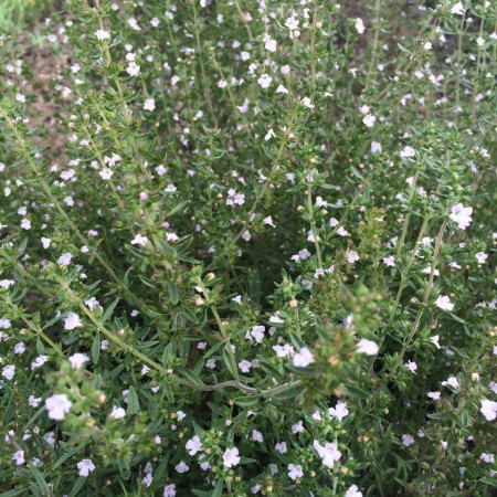 Cimbru-Satureja Hortensis