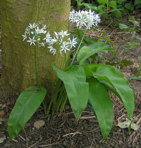 Leurda-Allium Ursinum
