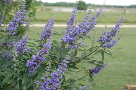Mielareaua-Vitex agnus castus