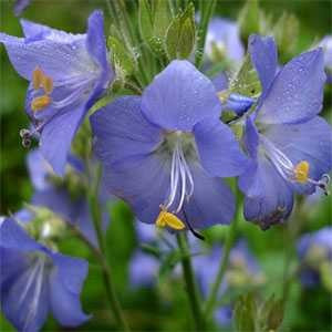 Polemonium Caeruleum-Jacob's Ladder Blue