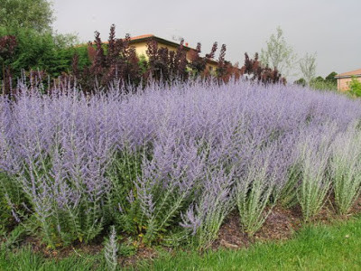 Salvia Rusa Perovskia Atriplicifolia