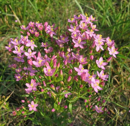 Tintaura-Centaurium erythraea