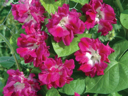 Zorele-Ipomoea Double pink
