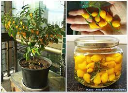 Ardei iute Pimenta de Bico Yellow -