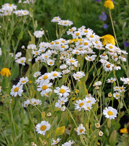  Calomfir-Tanacetum Balsamita