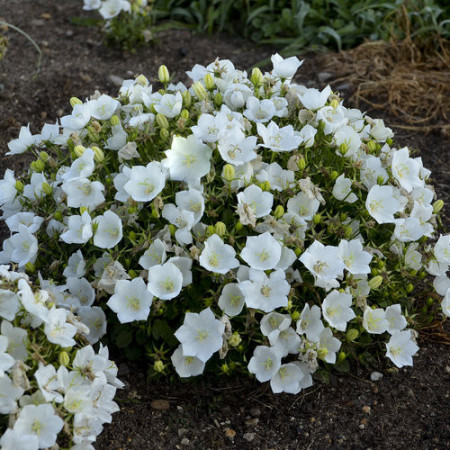 Campanula Carpatica white