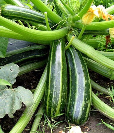 Dovlecel zucchini Cocozelle