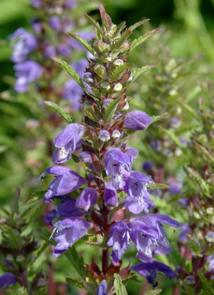 Mataciunea moldoveneasca-Dracocephalum moldavicum L.