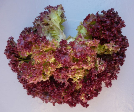 Salata Lollo Rossa