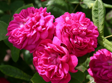 Trandafir de dulceata Rose de Rescht